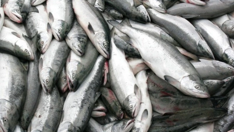 Ученые прогнозируют низкий улов лосося на Дальнем Востоке в 2025 году