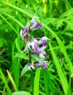 Лесную орхидею нашли отдыхающие на окраине Южно-Сахалинска