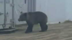 Медведь пришел к вахтовикам на севере Сахалина