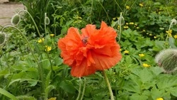 Маки размером с детскую голову вырастила женщина в Южно-Сахалинске — ФОТО