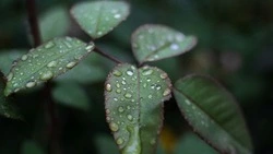 Синоптики прогнозируют теплую и дождливую погоду в Сахалинской области 13 августа 