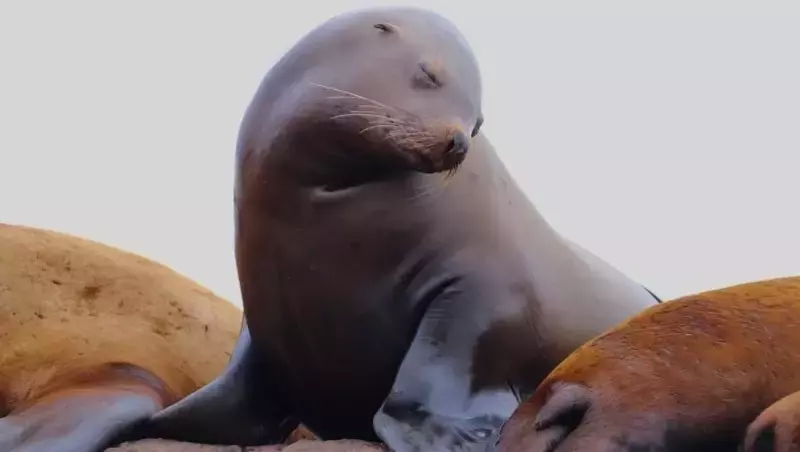 Рок-н-ролл, «новый дом» для архива и охрана сивучей: чем жил Сахалин в апреле 2011 года?