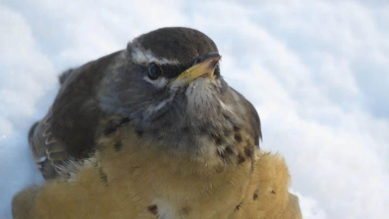Оливковые дрозды прилетели погостить на заснеженный Парамушир