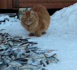 «Лапа в шоке»: кот удивился большому количеству рыбы