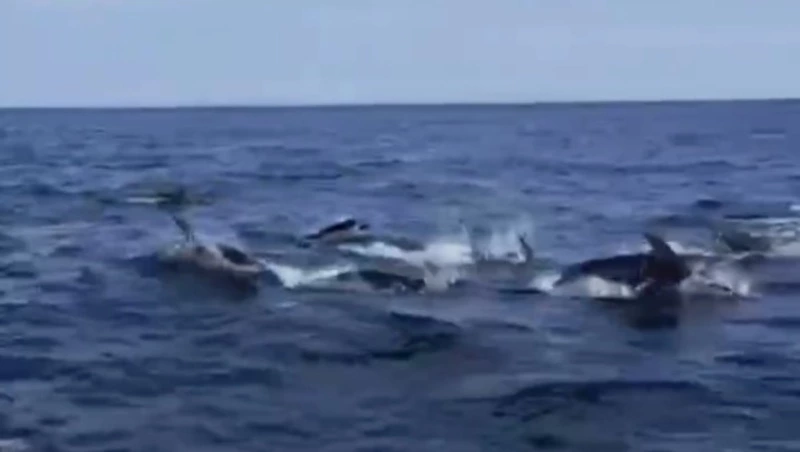 Стая из свыше 150 дельфинов «гастролирует» у берегов Корсаковского района