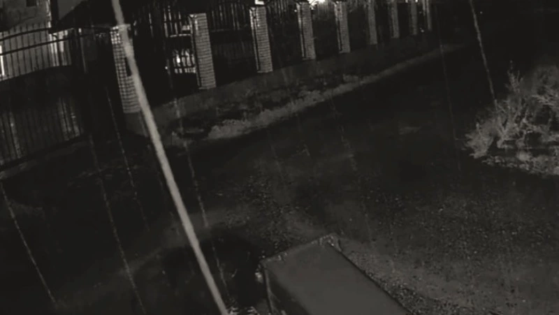 Охотоведы отстрели разгуливавшего по улицам Южно-Сахалинска медведя