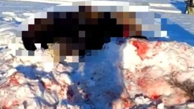 Убийство лося и автопробег в поддержку бойцов СВО: новости выходных на Сахалине