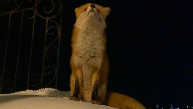 Жительница Итурупа научила лисицу команде «сидеть» 