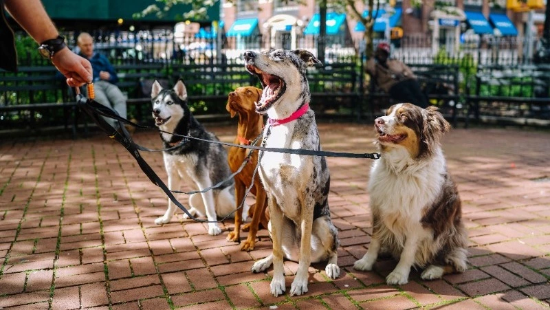 Жителей Сахалина обяжут регистрировать домашних животных