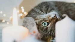 Медучреждения и десятки домов в Южно-Сахалинске останутся без света 1 августа