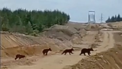 Медведица и три медвежонка за секунды преодолели песчаные холмы в Углегорском районе