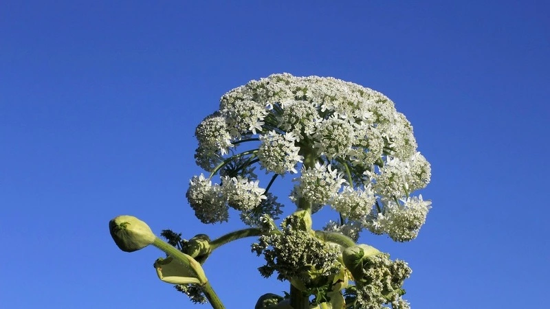 Борщевик на газоне пугает сахалинские власти больше, чем автохамы