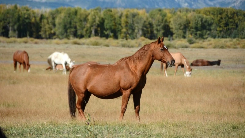 Народные приметы на 22 мая: что нельзя делать в день Николы Вешнего