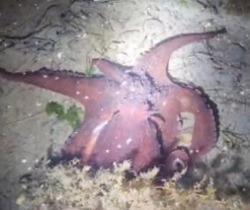 Красный осьминог позировал дайверам на Сахалине — ВИДЕО