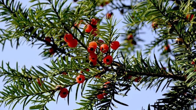 Суд разрешил бизнесменам не платить за уничтожение древнего тиса на Кунашире