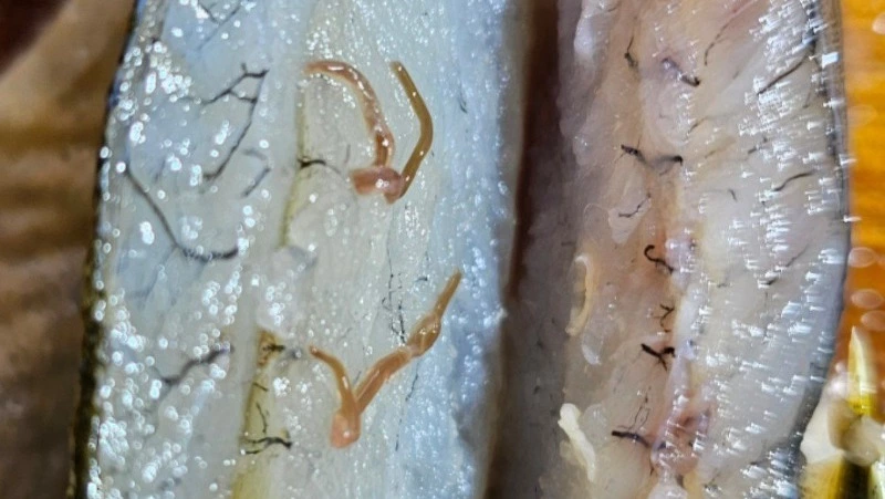 Червей обнаружили в свежепойманной рыбе жители Сахалина 