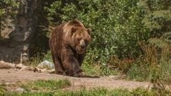 На Северных Курилах предупредили о частых выходах медведей к людям