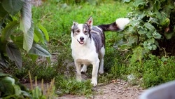 «Прятали от людей»: пес Малыш с непростой судьбой готов стать верным другом для людей