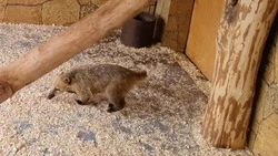 Местоположение носух раскрыли в зоопарке Южно-Сахалинска