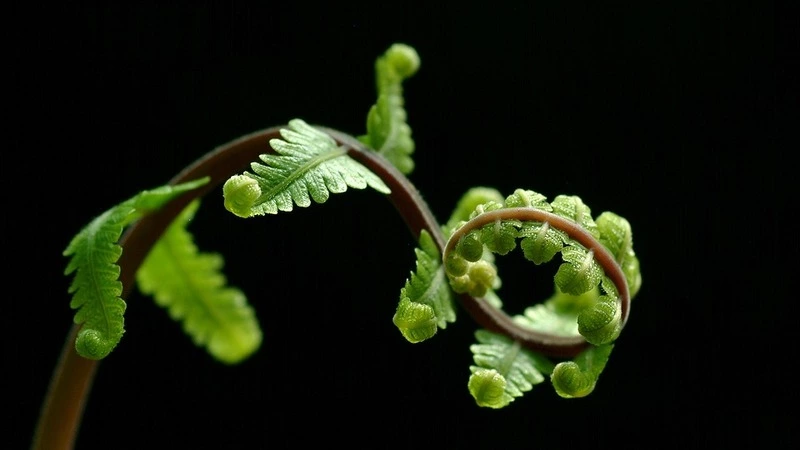 Черемша или чемерица? Список съедобных и ядовитых сахалинских дикоросов