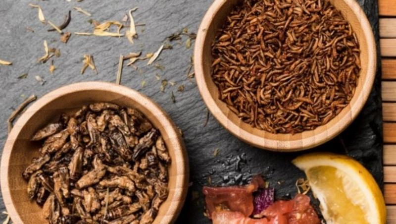 Продажу кормовых насекомых и животных приостановят в зоопарке Сахалина с 20 декабря 