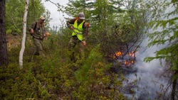 На Сахалине и Курилах ужесточили меры защиты от пожаров в лесах