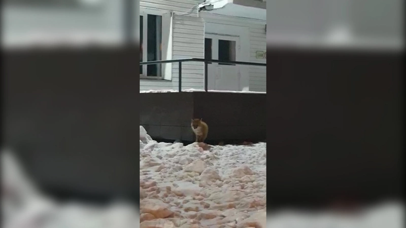 У храма в Александровске-Сахалинском поселились две лисы