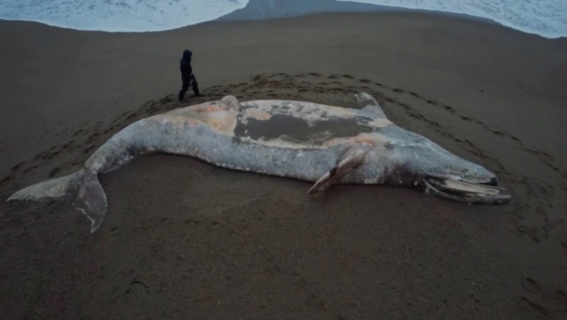 Серого кита выбросило на берег на юге Сахалина