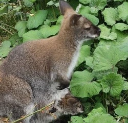 Первого кенгуренка, который родился на Сахалине, показали гостям зоопарка