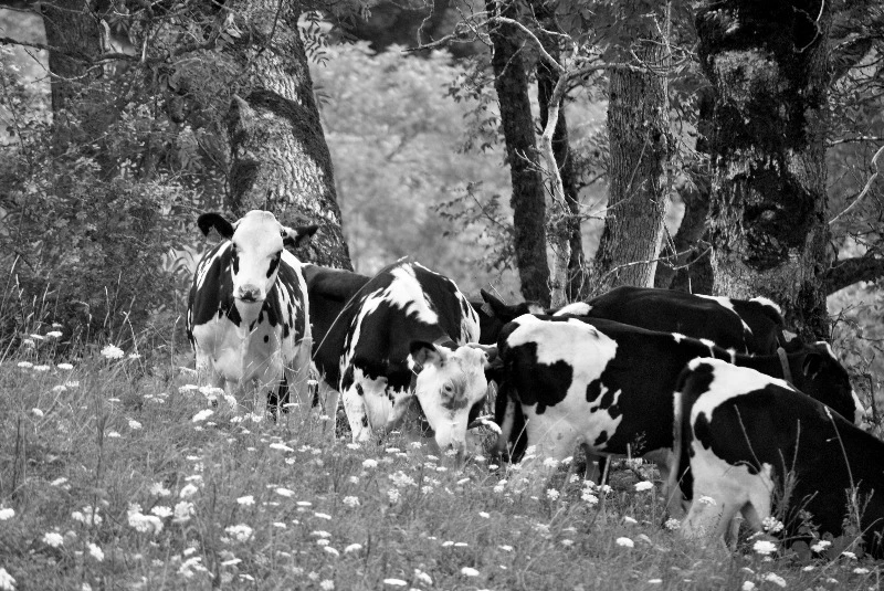 Пейте, дети, молоко: как сахалинские буренки клоповки наелись