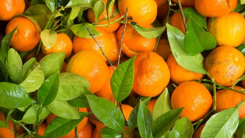 Военнослужащие Сахалина подарили мандарины детям в донецком Шахтерске