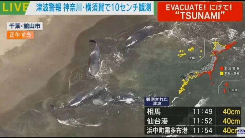 Четырех китов выбросило на побережье Японии после землетрясения на Камчатке