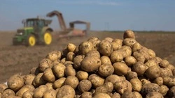 Сахалинские аграрии приступили к уборке картофеля