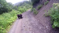 Мотоциклист повстречал косолапых жителей леса на дороге к мысу Великан