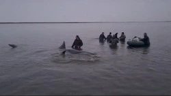 Семья застрявших на мели в Охотском море косаток смогла выплыть