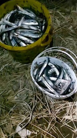 «Трэш полный»: сахалинцы показали полные мешки уйка в Томаринском районе 