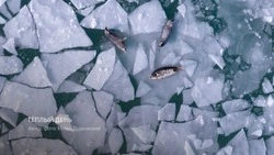 На Сахалине засняли стаю пестрых нерп, отдыхающих всей семьей на озере Изменчивом