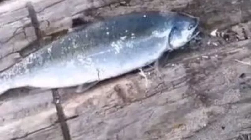 «Сима или горбуша?»: сахалинские рыбаки после сезона корюшки не узнают лосось