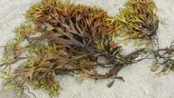 Сахалинцы решили самостоятельно очистить пляж от водорослей в мазуте