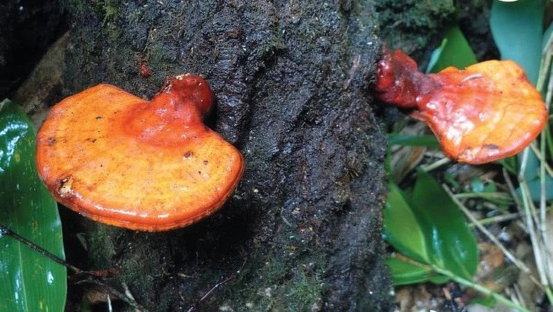 Девять новых видов грибов обнаружили ученые на юге Сахалина