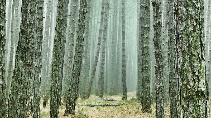 Сахалинские дорожники высадят деревья взамен вырубленных при ремонте трассы в Ногликах