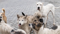 Больше 20 бездомных собак отловили за неделю в Южно-Сахалинске