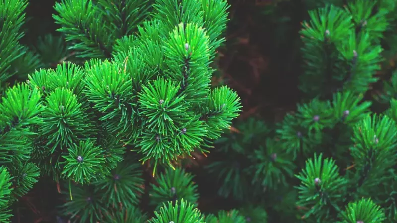 В столице Сахалина открывают елочные базары. Адреса