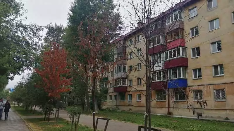 Деревья начали гибнуть в Южно-Сахалинске. В мэрии указали на виновного