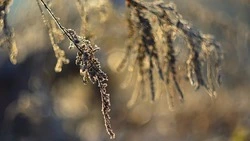 Сильный ветер, до 20 м/с, и снег обещают на Сахалине и Курилах 31 января