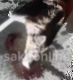 Медвежонка в луже крови нашли на трассе Южно-Сахалинск — Оха 