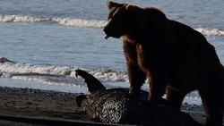 Медведи неделю объедали мертвого кита на берегу моря к северу от Сахалина