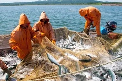 Уловы растут