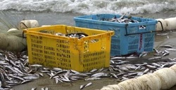 Лов корюшки и гольца продлили до ноября в Сахалинской области