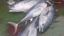 Сезон ловли сахалинского тунца открылся в островном регионе